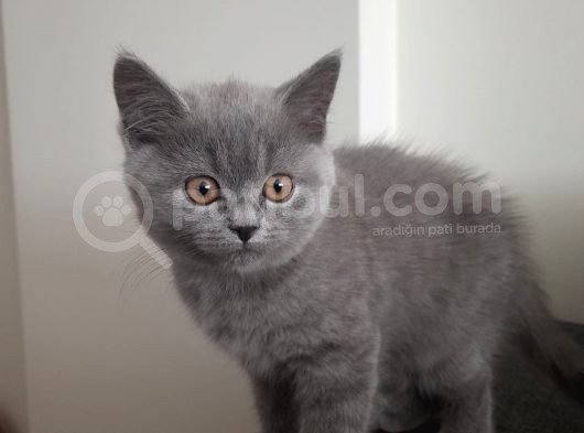 British Shorthair Gri Renk Yavrumuz görsel