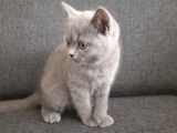 British Shorthair Gri Renk Yavrumuz