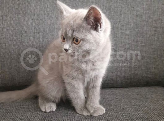 British Shorthair Gri Renk Yavrumuz görsel