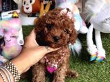 Koreni̇n Göz Bebeği̇ Xs  Toy Poodle Yavrular
