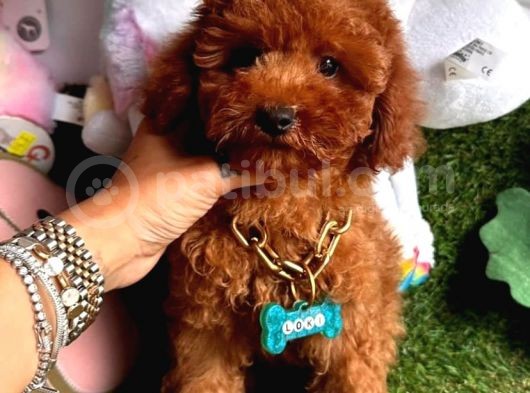 Koreni̇n Göz Bebeği̇ Xs  Toy Poodle Yavrular