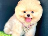 Fenomen Basik Burun Pomerani̇an Boo Çocuklarimiz