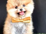 Fenomen Basik Burun Pomerani̇an Boo Çocuklarimiz
