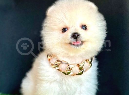 Fenomen Basik Burun Pomerani̇an Boo Çocuklarimiz görsel
