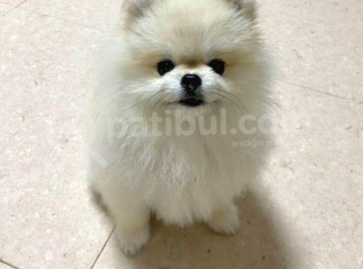 Fenomen Basik Burun Pomerani̇an Boo Çocuklarimiz