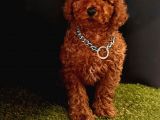 Koyu Kahverengi Kıvır Kıvır Toy Poodle 
