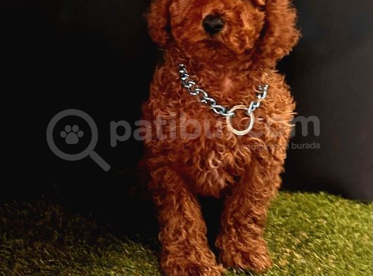 Koyu Kahverengi Kıvır Kıvır Toy Poodle  görsel