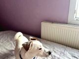 İzmir Jack Russel 6 Aylık Aşıları Tam Iş Nedeniyle Vermek Istiyorum