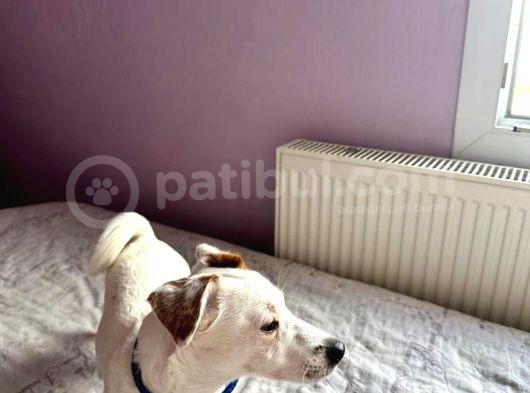 İzmir Jack Russel 6 Aylık Aşıları Tam Iş Nedeniyle Vermek Istiyorum görsel