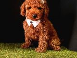 Kaliteli toy poodle yavru isteyenlere 