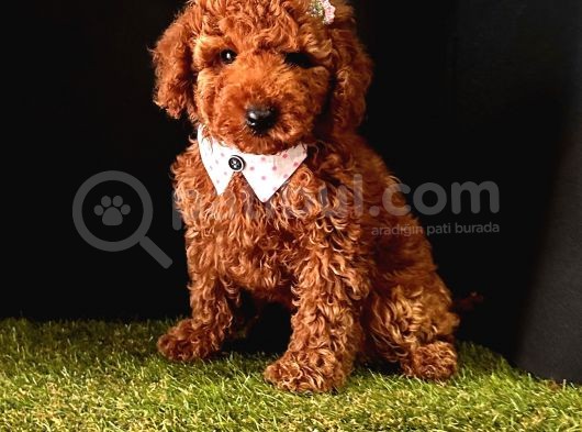 Kaliteli Toy Poodle Yavru Isteyenlere 