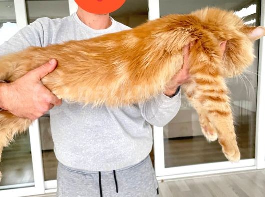Xl Red Mainecoon görsel