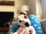 İzmir Jack Russel 6 Aylık Aşıları Tam Iş Nedeniyle Vermek Istiyorum