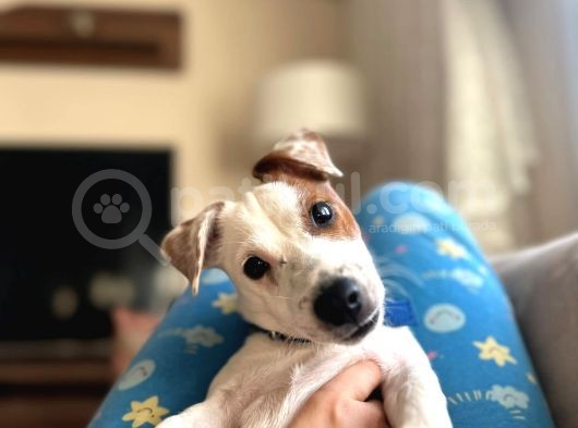 İzmir Jack Russel 6 Aylık Aşıları Tam Iş Nedeniyle Vermek Istiyorum görsel