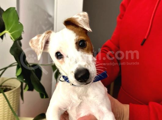 İzmir Jack Russel 6 Aylık Aşıları Tam Iş Nedeniyle Vermek Istiyorum
