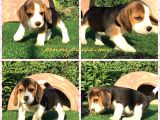 SENEDE BİR KEZ BURADAYIZ SAFKAN BEAGLE