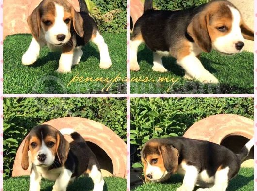 Senede Bi̇r Kez Buradayiz Safkan Beagle