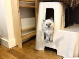 Bri̇ti̇sh Longhai̇r Bebeği̇mi̇z