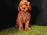 Ruhsatlı Köpek Çifliğinden   Toy Poodle Yavrular 