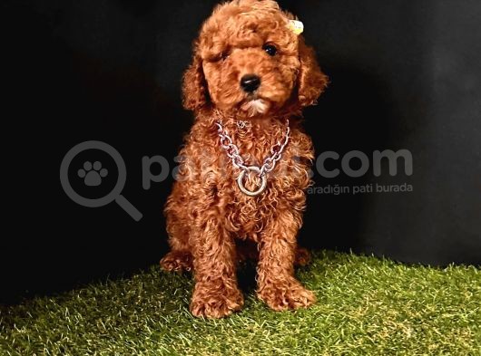 Ruhsatlı Köpek Çifliğinden   Toy Poodle Yavrular  görsel