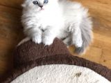 BRİTİSH LONGHAİR BEBEĞİMİZ
