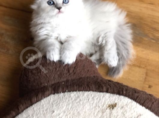 Bri̇ti̇sh Longhai̇r Bebeği̇mi̇z
