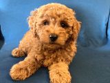 0 Numr red toy poodle oğlumuz