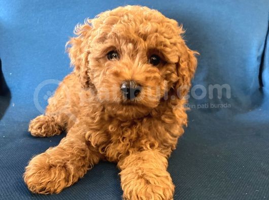 0 Numr Red Toy Poodle Oğlumuz
