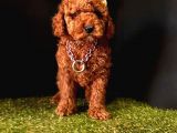 Ruhsatlı Köpek Çifliğinden   Toy Poodle Yavrular 