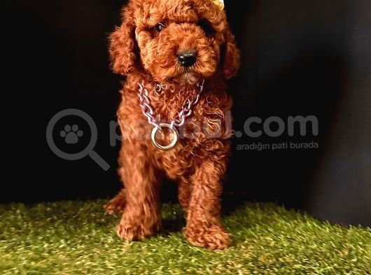 Ruhsatlı Köpek Çifliğinden   Toy Poodle Yavrular  görsel