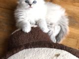 Bri̇ti̇sh Longhai̇r Bebeği̇mi̇z