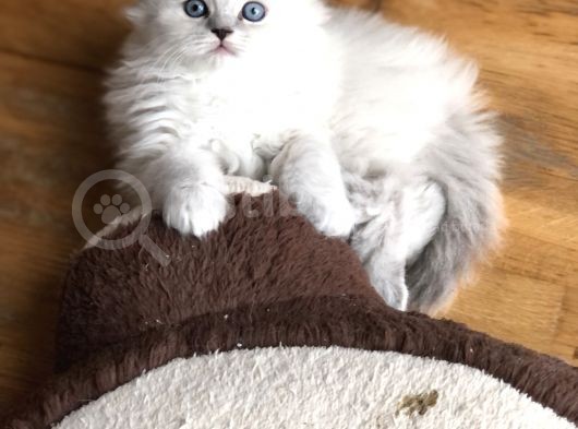 Bri̇ti̇sh Longhai̇r Bebeği̇mi̇z görsel