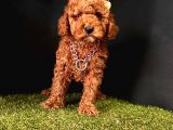 Ruhsatlı Köpek Çifliğinden   Toy Poodle Yavrular 
