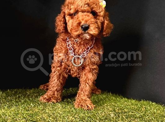 Ruhsatlı Köpek Çifliğinden   Toy Poodle Yavrular  görsel