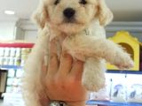 Toy Poodle Yavrumuz