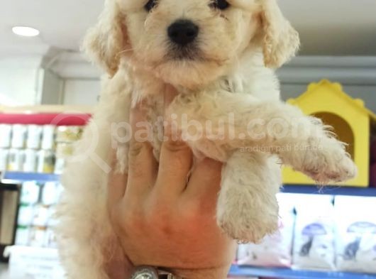 Toy Poodle Yavrumuz görsel