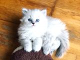 Bri̇ti̇sh Longhai̇r Bebeği̇mi̇z