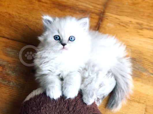 Bri̇ti̇sh Longhai̇r Bebeği̇mi̇z görsel
