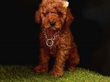 Ruhsatlı köpek çifliğinden   toy poodle yavrular 