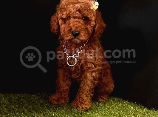 Ruhsatlı Köpek Çifliğinden   Toy Poodle Yavrular 