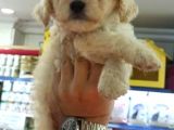 Toy Poodle Yavrumuz