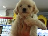 Toy Poodle Yavrumuz