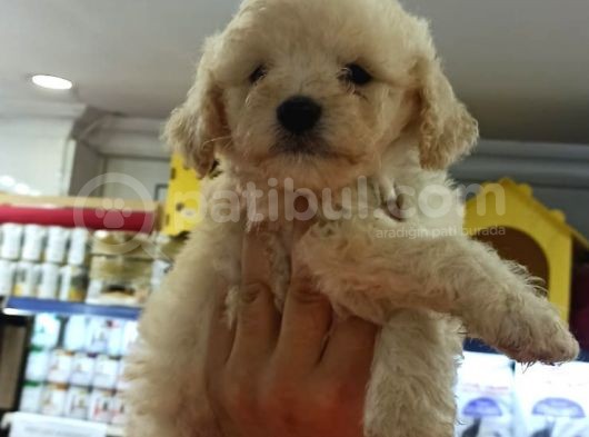 Toy Poodle Yavrumuz görsel