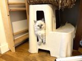 Bri̇ti̇sh Longhai̇r Bebeği̇mi̇z