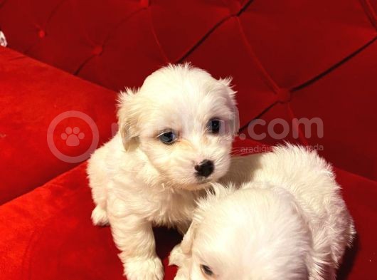 A Kalite Maltese Terrier Yavrularımız görsel