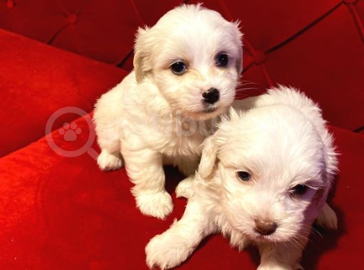 A Kalite Maltese Terrier Yavrularımız görsel