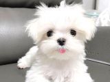 Teacup Maltese Terrier Bebekler