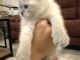 Scottish Shorthair