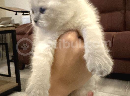 Scottish Shorthair görsel