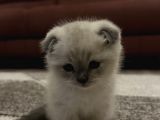 Scottish Shorthair